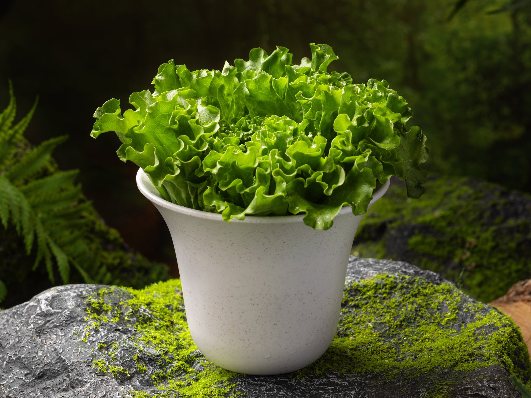 生菜
